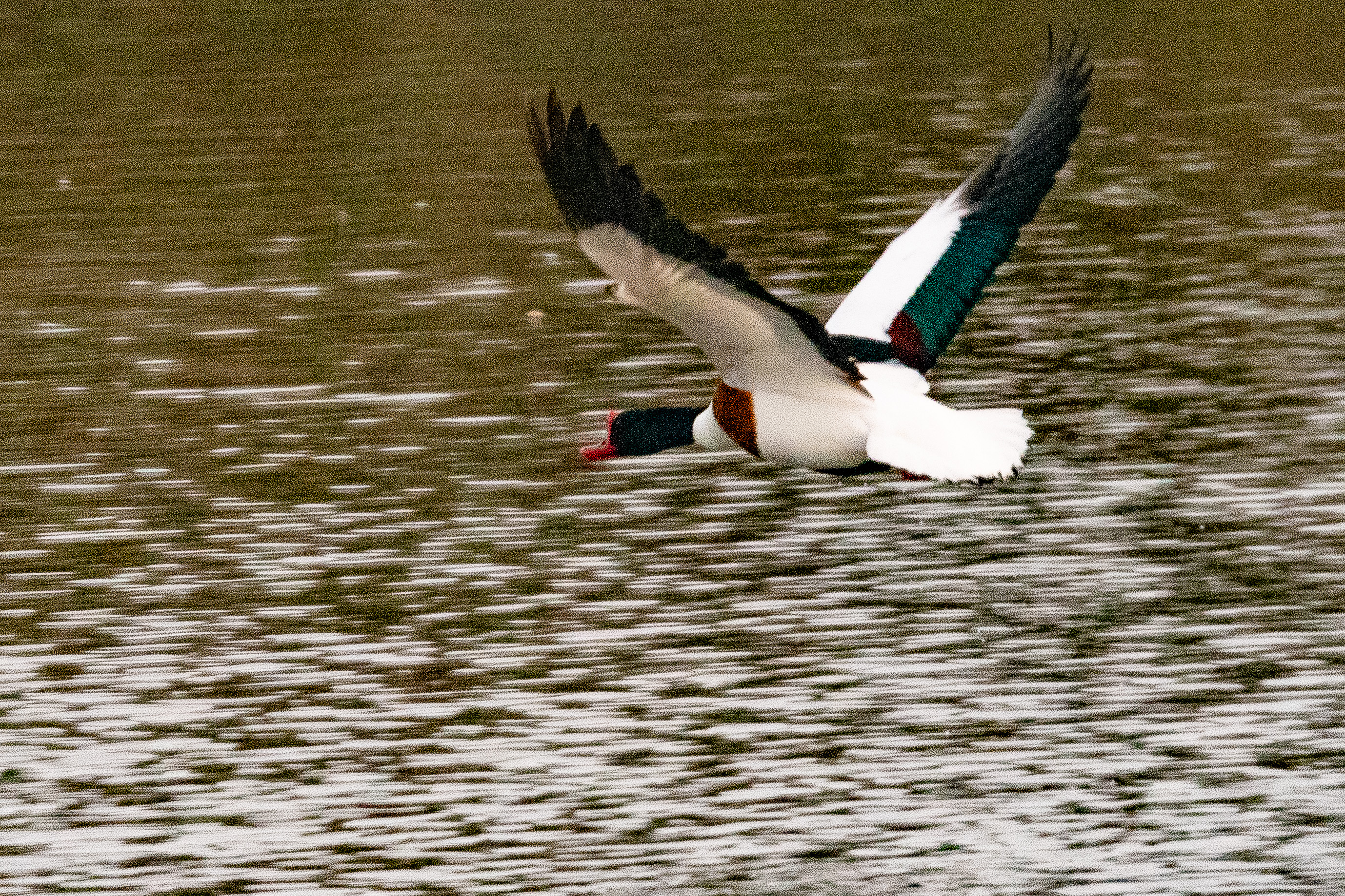 Tadorne de Belon (Common shelduck, Tadorna tadorna), envol d'un mâle nuptial, Dépôt 54 de la Réserve naturelle de Mont-Bernanchon, Hauts de France.